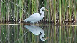 The Great Egret