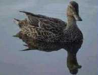 The Female Mallard