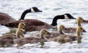 Canada Geese