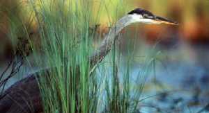 The Great Blue Heron
