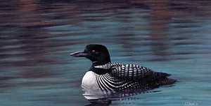 The Common Loon
