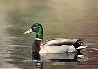The Male Mallard